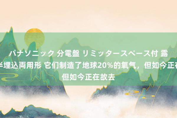 パナソニック 分電盤 リミッタースペース付 露出・半埋込両用形 它们制造了地球20%的氧气，但如今正在故去