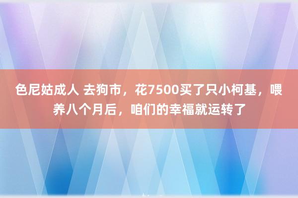 色尼姑成人 去狗市，花7500买了只小柯基，喂养八个月后，咱们的幸福就运转了